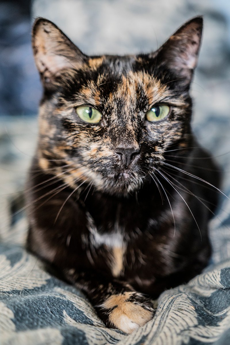 Z okazji Dnia Kota &lt;3 
Zaraza the Queen.