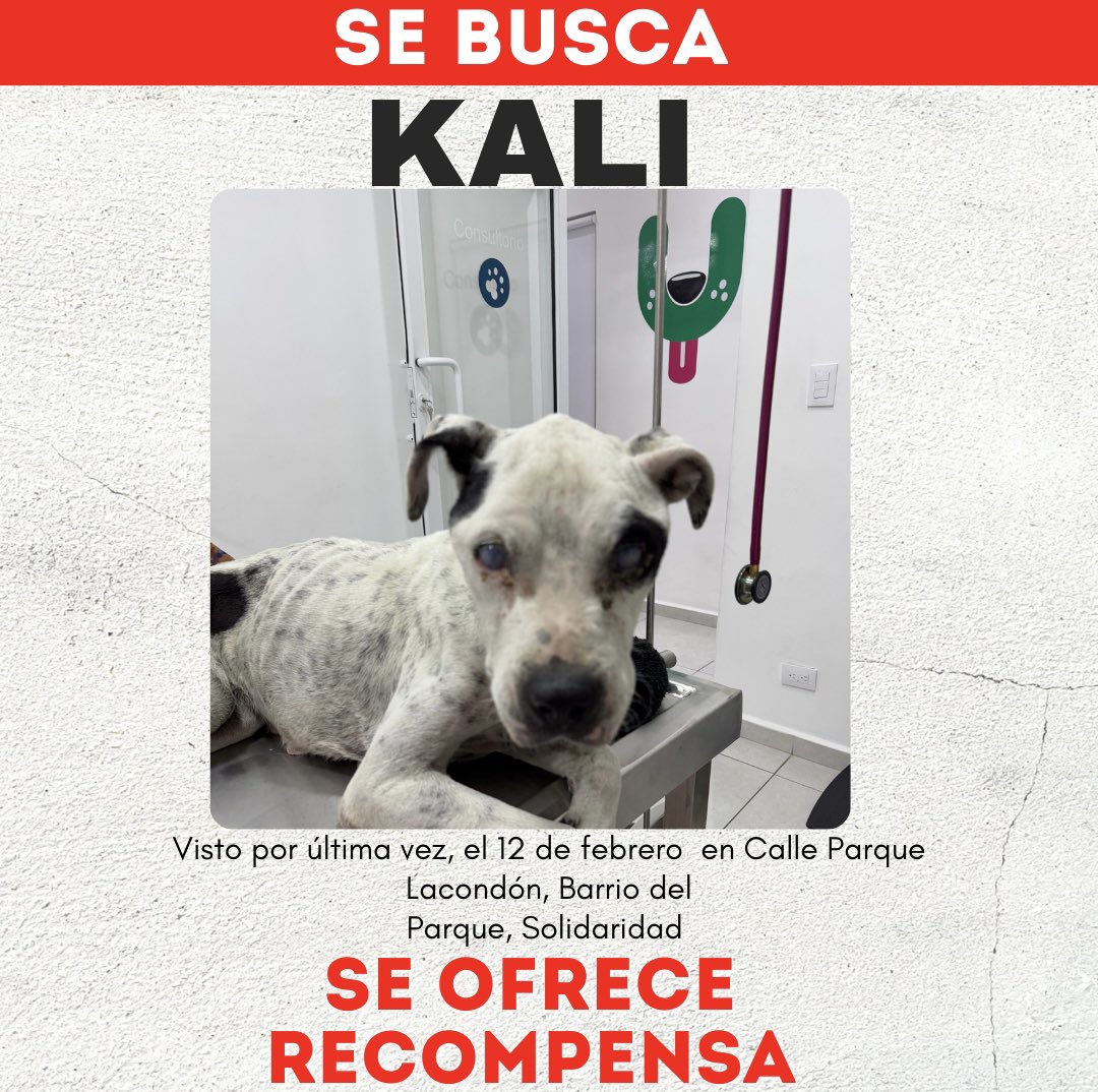 🙏Por favor ayúdenme a ♻️ es la perrita que fue resguardada y dada para resguardo o en adopción más adelante sin tener los datos del domicilio de quien se la llevo(solo tenemos su número de celular y no responde, no tenemos evidencia que siga con vida. 
🫵Solo tu sabes que paso.
