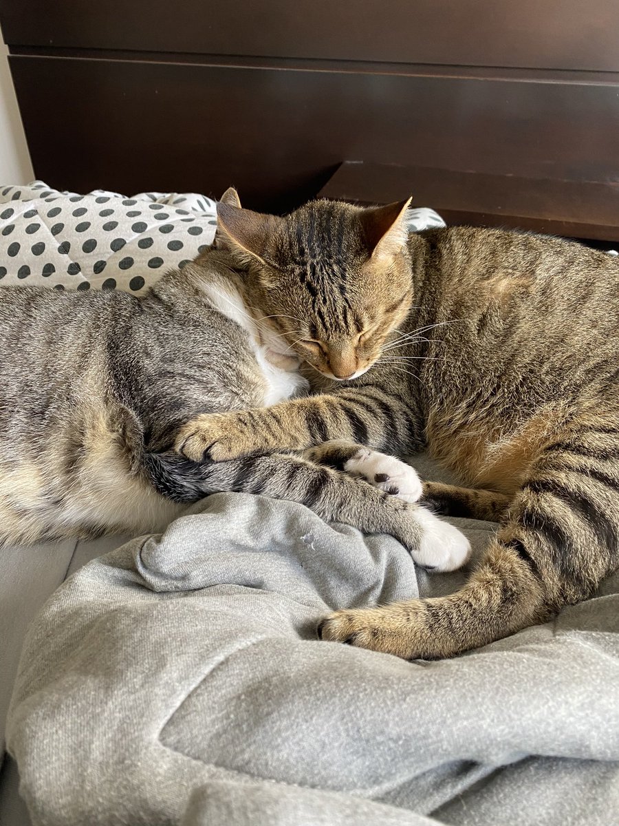 portalnon's tweet photo. e pra comemorar o dia do gato: conheçam milanesa e nugget (mila e nu pros íntimos) ajudem a divulgar a non pra eu ter dinheiro pra comprar ração pra eles!!! bjs do jota #pravariar #diatv @diaestudio https://t.co/1TKuUOHNJE