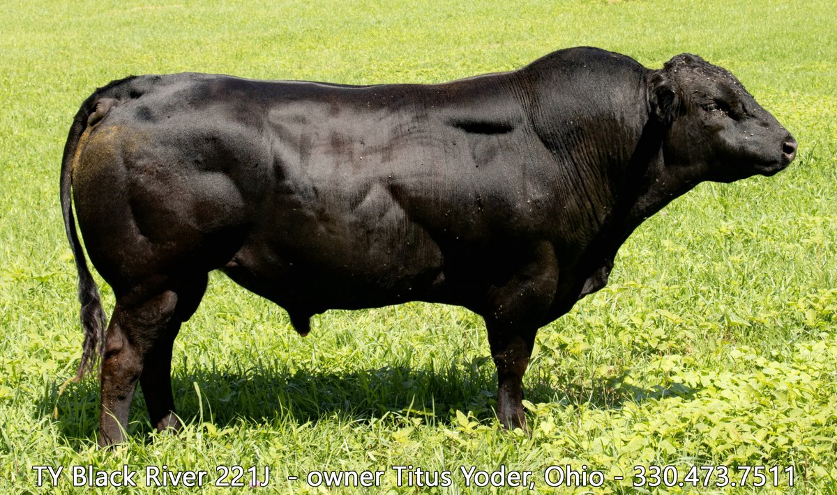 Some registered composite Piedmontese cattle can be homozygous Black, homozygous Polled   -  PLUS homozygous (2-copy) for the unique inactive myostatin gene that makes the beef consistently tender while being lean &amp; high in protein.