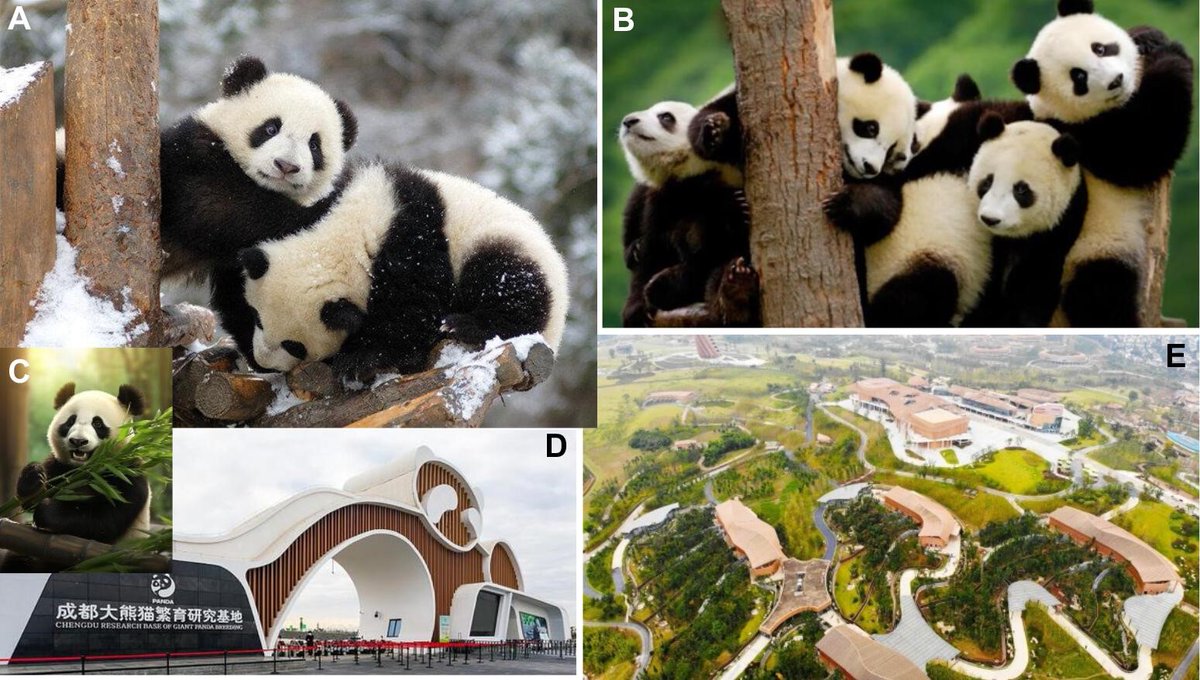 FrontGastro_BMJ's tweet photo. #FGimage from the paper "Treating giant pandas: an unusual advanced role for the gastroenterologist"
Read the paper here 👉 https://t.co/5efWLAcyBG https://t.co/RyDdwdUNHW