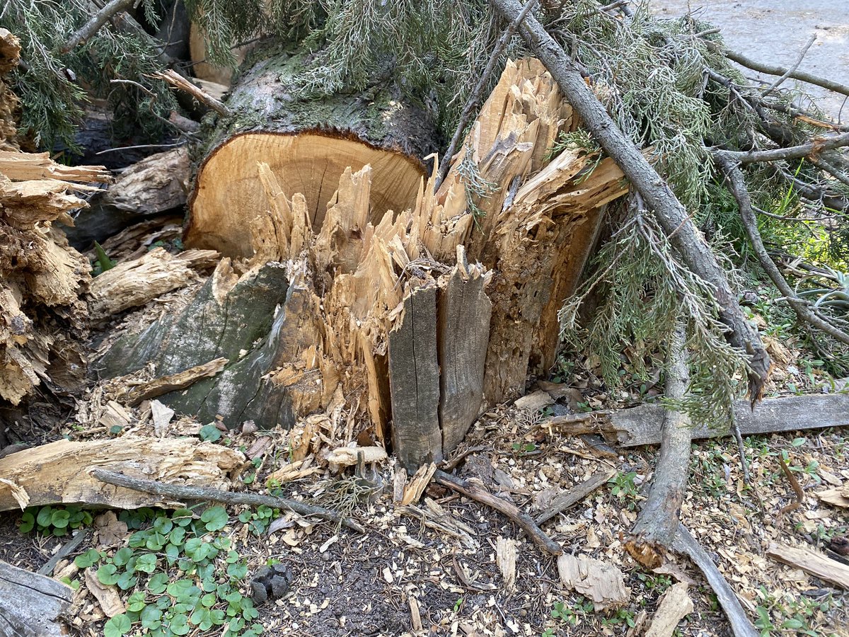 fernimode's tweet photo. @MunicipioBrown @CascallaresPJ cansados de reclamar que retiren las ramas de un árbol que cayó con la tormenta de la semana pasada, y arboles pronto a caer. Producto de la ineficiencia y permisos del municipio, para @AySA_Oficial  para instalar las
cloacas, se cagaron en los 🌲🌲 https://t.co/M7RnkxrpVe