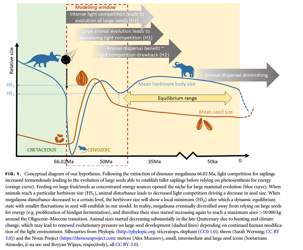 Interesting model combining mass extinction of giant dinosaurs and their effects on the seed sizes and later diversification of giant mammals which were dependent on the emergence of large seeded plants 👇

onlinelibrary.wiley.com/doi/epdf/10.11…