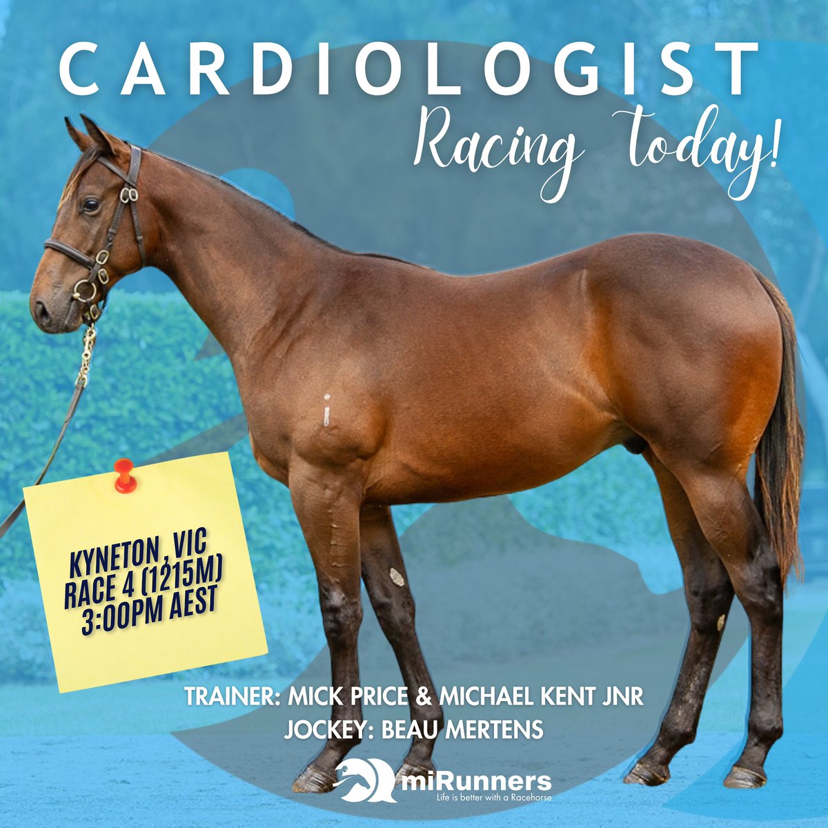 Cardiologist is racing today at Kyneton! He lines up in Race 4 under the guidance of Beau Mertens. 🤞🩵 

#LifesBetterWithARacehorse #RacingToday #miRunners #Cardiologist