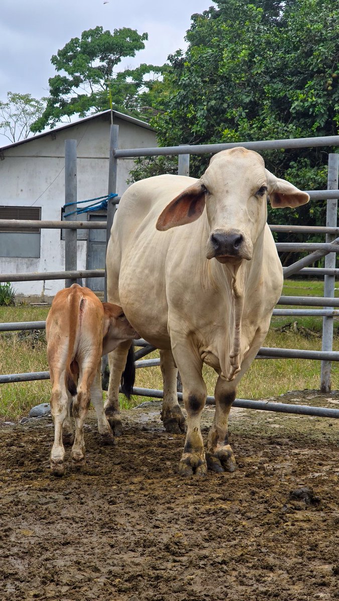 AgrocalidadZ5's tweet photo. #LosRíos l Junto a @INIAPECUADOR y @ASOGAN_SD iniciamos con la vacunación contra fiebre aftosa, con el objetivo de inmunizar a 85 443 animales bovinos, bufalinos para proteger el estatus zoosanitario del país, cantón Mocache.
#EcuadorLibreDeFiebreAftosa https://t.co/NlvdWMOcHh