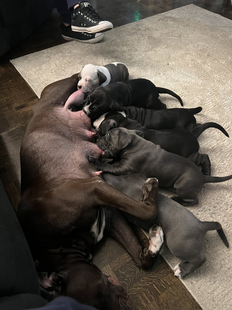 _Leetpete's tweet photo. Puppies for sale, beautiful litter #Toronto
9 weeks and ready to bring love to their new home! #dogs #puppies #greatertorontoarea https://t.co/AeLel8q7LJ
