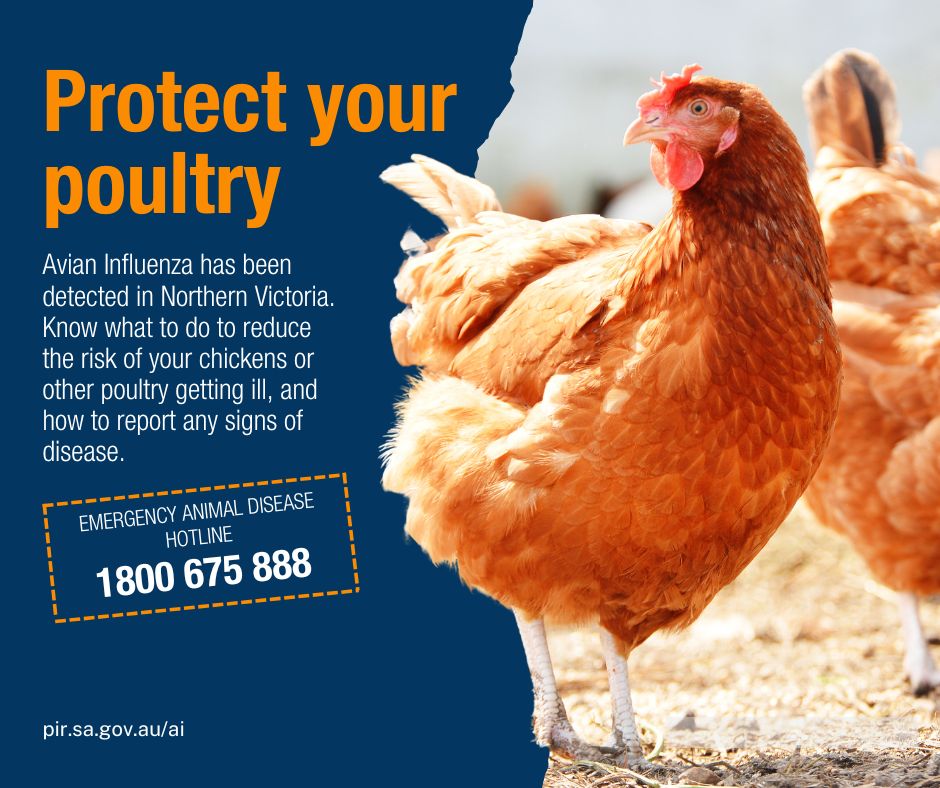 PIRSA (@sa_pirsa) on Twitter photo With high pathogenic avian influenza (HPAI), H7N8 strain, detected in an egg farm in Northern Victoria, this is a good reminder to all poultry owners. Call your vet or the Emergency Animal Disease Hotline on 1800 675 888, if you see signs of disease in your flock.
<a href="/LGAofSA/">LGA South Australia</a> With high pathogenic avian influenza (HPAI), H7N8 strain, detected in an egg farm in Northern Victoria, this is a good reminder to all poultry owners. Call your vet or the Emergency Animal Disease Hotline on 1800 675 888, if you see signs of disease in your flock.
<a href="/LGAofSA/">LGA South Australia</a>