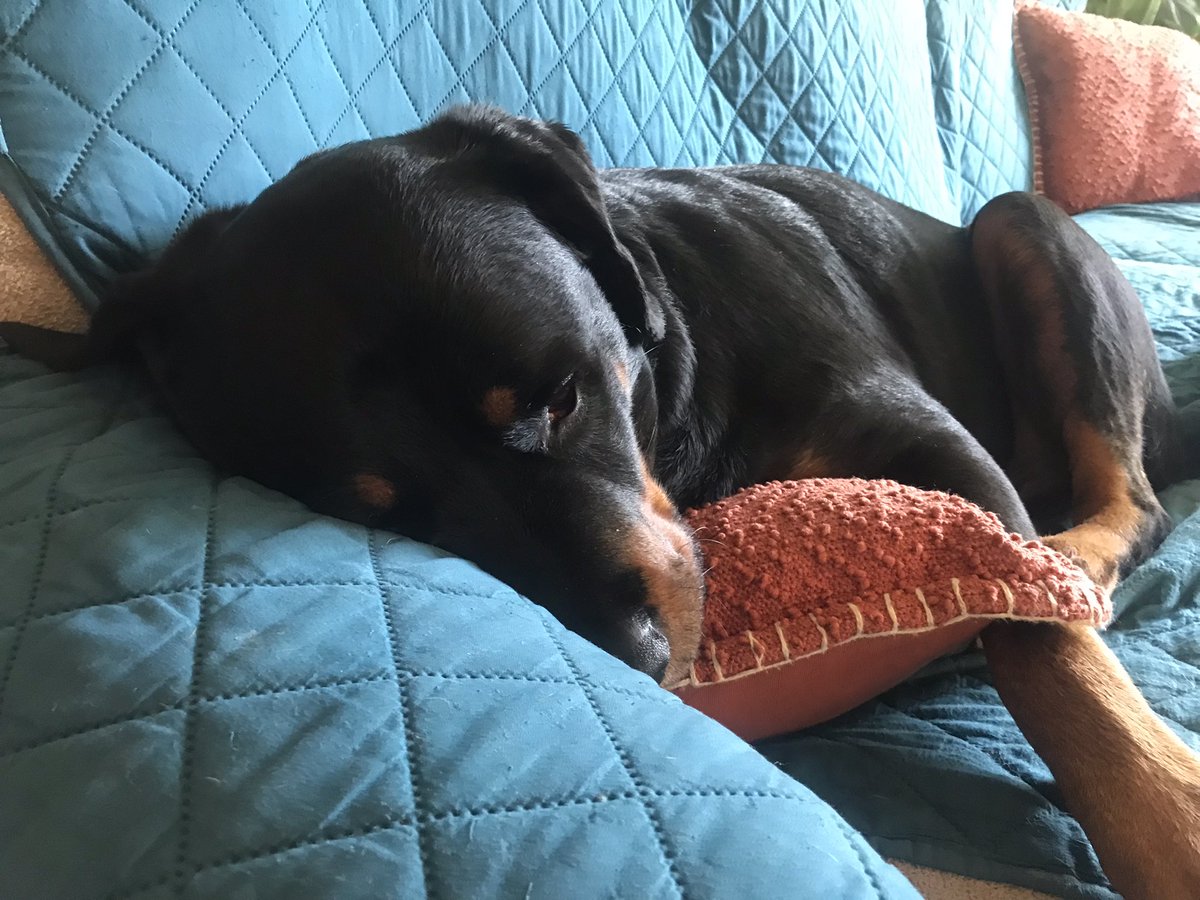 Rayna the Rottie tweet media