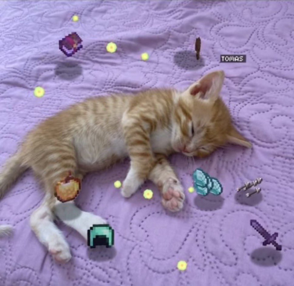 Punch Cat tweet media