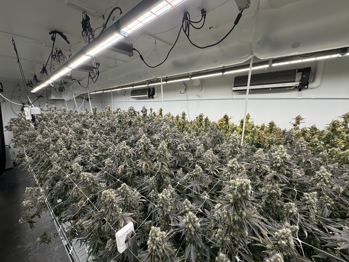 Gypsie Road looking primed for harvest with bioflux lurking in the back