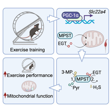 Cell_Metabolism's tweet image. New!  Online now: Ergothioneine controls mitochondrial function and exercise performance via direct activation of MPST dlvr.it/TJ2Gmt