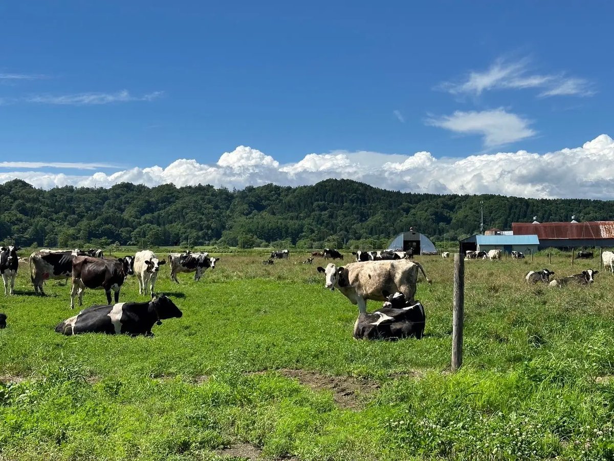 wrathofgnon's tweet photo. A cheese manufacturer in Shiranuka, Hokkaido explains: "Good cheese comes from milk that hasn't been agitated too much. There are no traffic lights between our factory and the farms we source from. Our lorry goes slowly without stopping." #SlowCheese https://t.co/i6i1fvjRh8