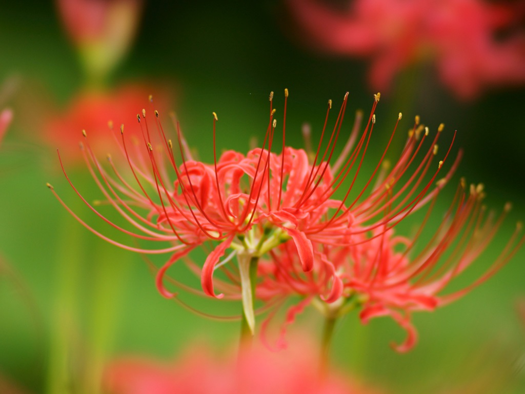 彼岸花は、葉と花が一緒に在ることは無い事から「葉は花を思い、花は葉を思う」って意味で「相思華」と呼ばれる
だから花言葉が「想うはあなた一人」「また会う日を楽しみに」なんだって
この花マジ最高すぎん？ mtbrs.net/ps_triviahour_…