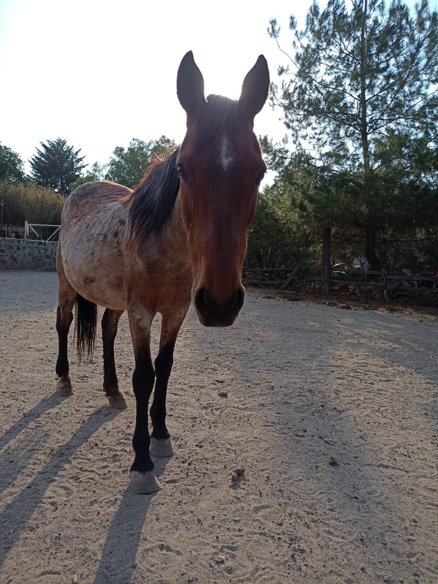 adnnoticiasmx's tweet photo. 🚨🐴 ¡Se necesita ayuda urgente para @Burrolandia_mx! 

Esta madrugada se robaron algunos de los animalitos en resguardo. Pedimos tu apoyo para encontrarlos y llevarlos de vuelta a casa. ¡Cualquier información es valiosa! https://t.co/eshQjZmdAO