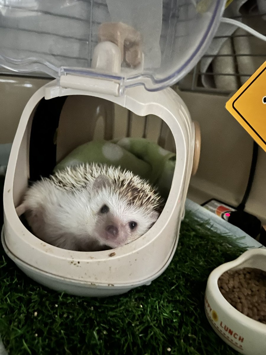 おはよござますですます