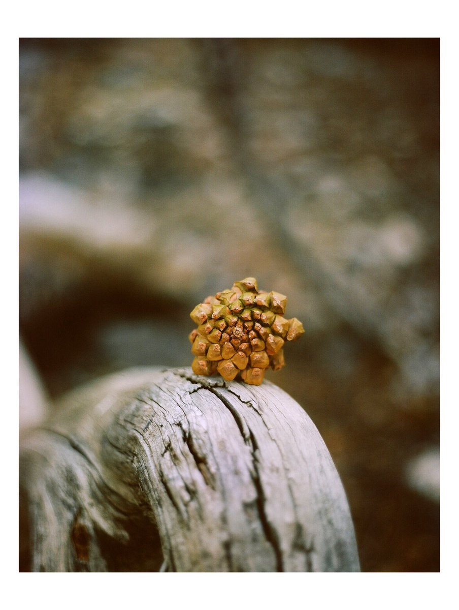 #Nevada #filmphotography