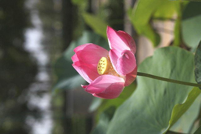 Massage giúp thư giãn và phục hồi cơ thể. Người Hàn Quốc thường làm 마사지, giống như cách người Nhật làm マッサージ sau một ngày dài làm việc.