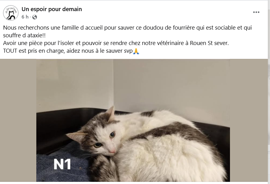 justineducern's tweet photo. URGENT
On doit pouvoir trouver rapidement une famille sur Rouen ou dans les environs qui accepte d'accueillir en urgence ce pauvre chat pour le sauver , il se trouve dans une fourrière de l'oise, il se laisse dépérir et va mourir.
Contact de l'asso Tél :06 62 26 60 20 https://t.co/iRS5WfHyve