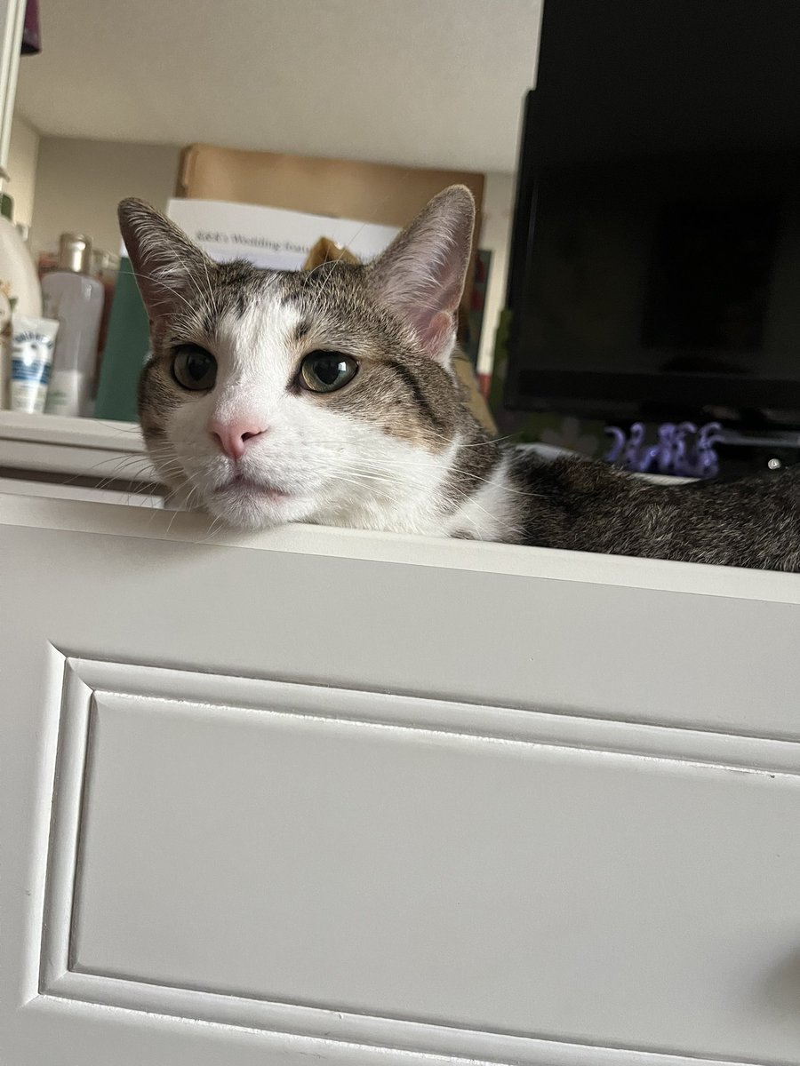 rachiejohn tweet media