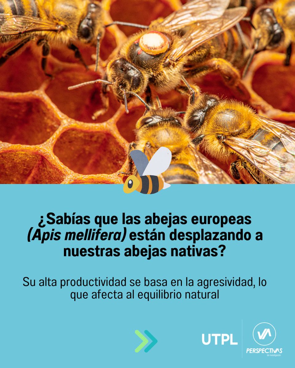 utplinvestiga's tweet photo. #PerspectivasUTPL🐝✨ Pequeñas abejas, grandes beneficios 🌿🍯 Descubre el increíble potencial de las meliponas, #AbejasSinAguijón que no solo cuidan nuestros bosques, sino que también ofrecen una miel con propiedades únicas. 💛

🔗 https://t.co/xLPjUbwJI1 https://t.co/8jSU7sdLeQ