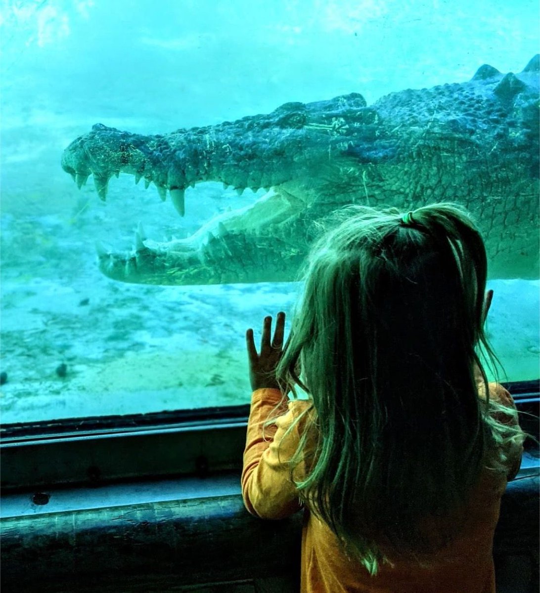 StAugGatorFarm's tweet photo. The sweet moment when you see the Zoo through the eyes of a child. π€© π #MaximoMonday https://t.co/fb8AyoJiIa