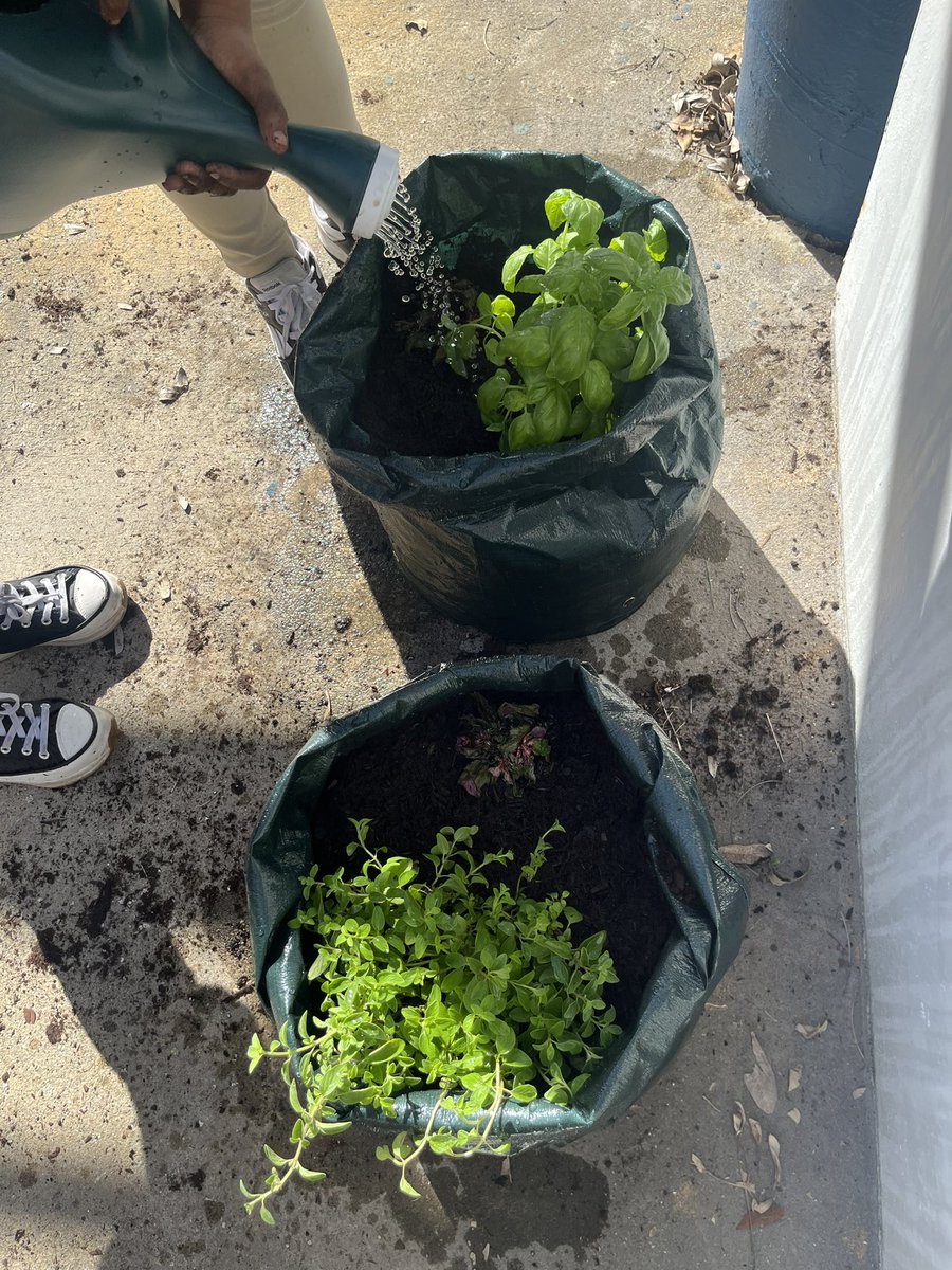 DrJessikaTimmons (@drjtimmons_) on Twitter photo Can’t wait to try these fresh herbs from <a href="/Bennett_ES/">Bennett Elementary</a> ‘s Gardening Club. Thank you Ms. Weise for teaching our students to have a green thumb. 🪴
<a href="/browardschools/">Broward Schools</a> <a href="/BCPSLeadership/">BCPS Leadership</a> <a href="/BCPSCentral/">BCPS Central Regional Office</a> Can’t wait to try these fresh herbs from <a href="/Bennett_ES/">Bennett Elementary</a> ‘s Gardening Club. Thank you Ms. Weise for teaching our students to have a green thumb. 🪴
<a href="/browardschools/">Broward Schools</a> <a href="/BCPSLeadership/">BCPS Leadership</a> <a href="/BCPSCentral/">BCPS Central Regional Office</a>