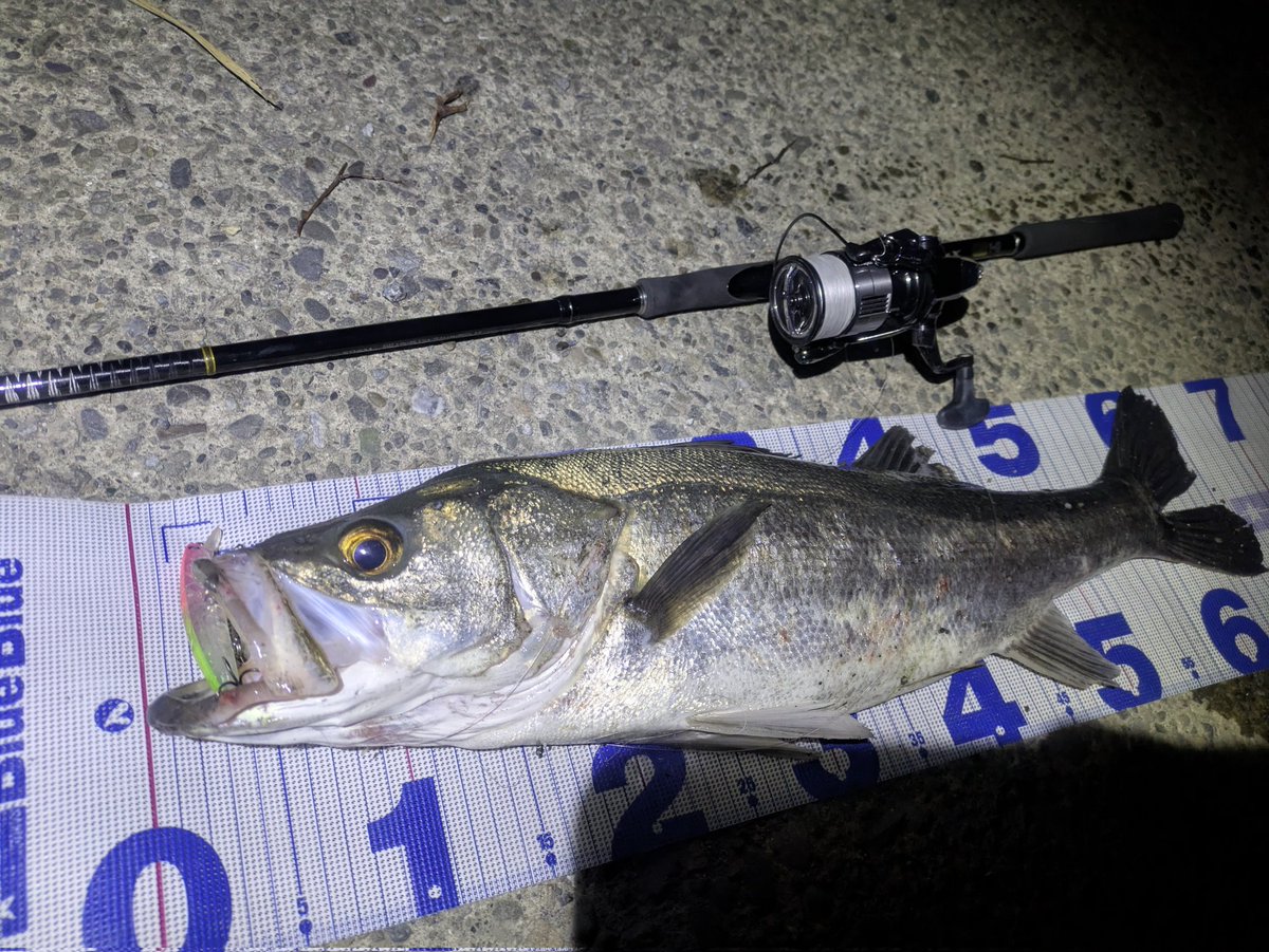 k_SEABASS_'s tweet photo. 妻に許しをもらってちょっとだけ釣りへ！徳島BlueBlueOAの西岡さんへ連絡し色々教えていただき、アドバイス通りキャッチ！！
ブローウィン有能！
@Anglers_High_sy 
#ブルーブルー　#BlueBlue　#ブローウィン110S https://t.co/zVhZf0Ng5k