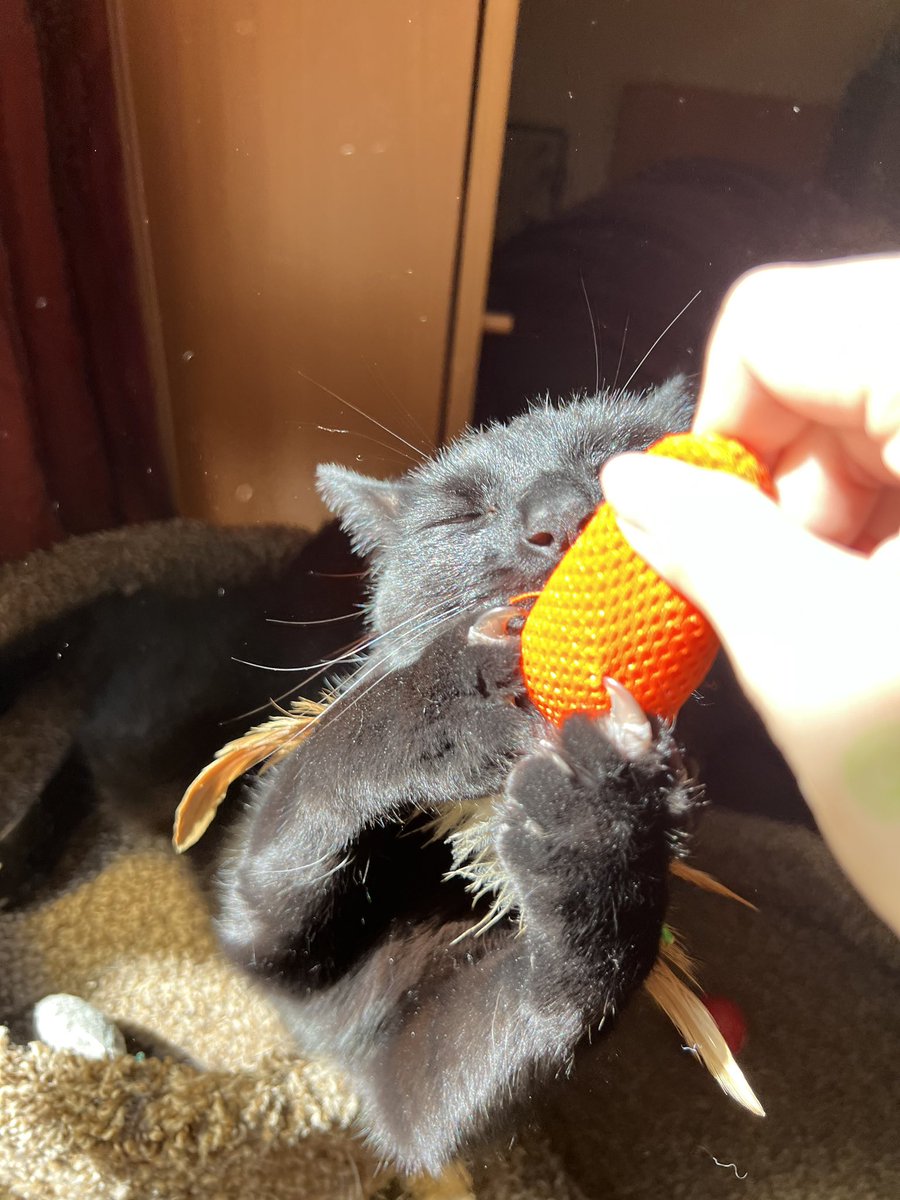 voxfab's tweet photo. Oh to be a cat on a sunny afternoon enjoying a catnip infused toy. Heaven
#blackcat
#catnip
#cattoys
#sunnyafternoon https://t.co/OaTW4EbAlM