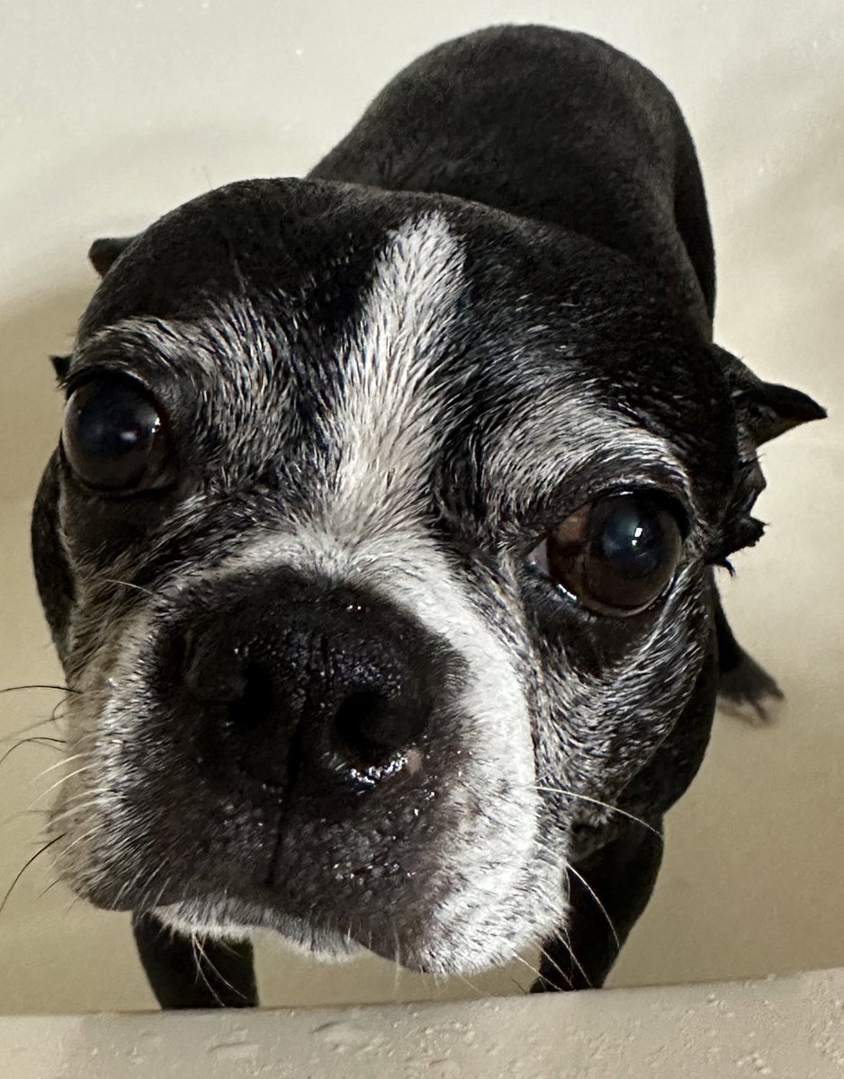 NeuroSurgeryBoi's tweet photo. @kanyewest You’re upsetting my dog : ( https://t.co/ePWGXDpPaq