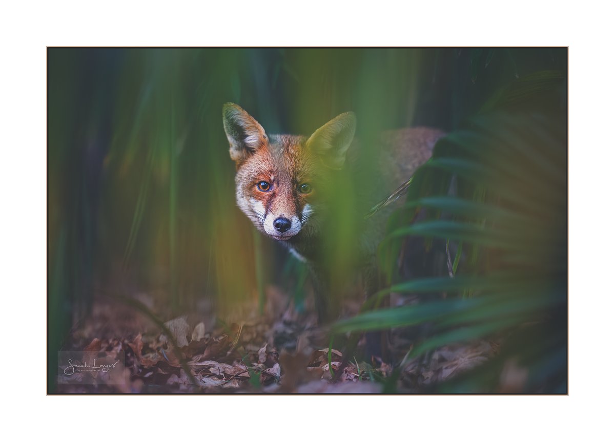 Almost Unseen #fsprintmoday #appicoftheweek #FoxOfTheDay #BBCWildlifePOTD 

Last year's female cub staying out of the sight of the dominant #fox pair in #KewGardens! #nature #wildlife #mammals #RedFox #sheclicksnet #urbanwildlife