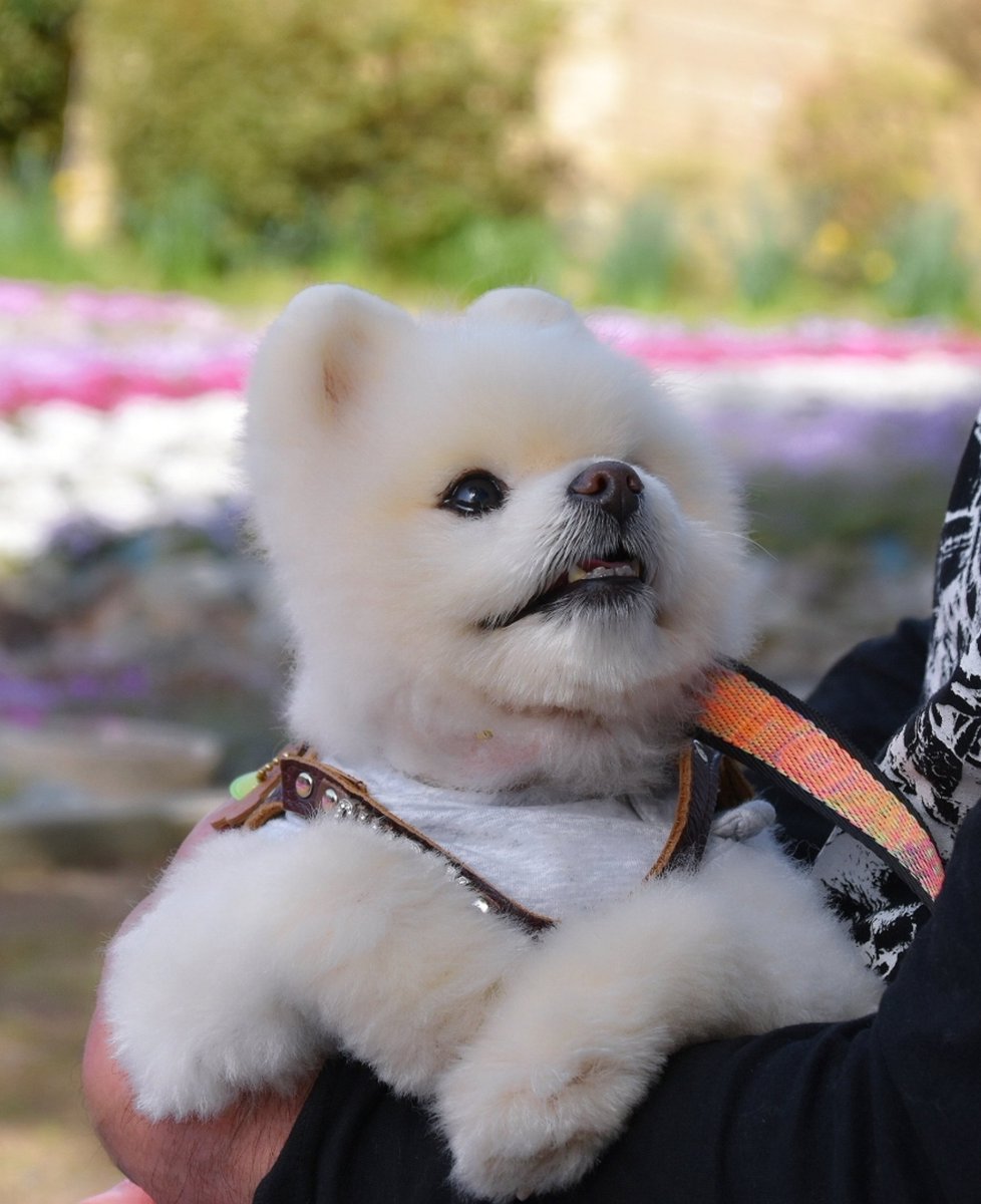 今日は「むなのか」です

チャッピーとお散歩に行って抱っこして歩いていて「そろそろこの辺で下ろそうかな」って考えると「ぼく歩く」って言わんばかりに動き出してました🐾
分かるのかなってよく思ったものです☺️
意志疎通なのか心を読めてたのか
虹の橋で逢った時に聞いてみます🐶😊🌈