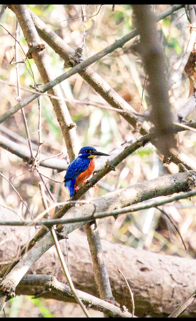 ✨ Historic Sighting in Telangana! ✨
For the first time ever, the elusive Blue-eared Kingfisher has been recorded in the Kanakagiri Hills, Khammam District! This incredible discovery was made during a bird walk organized by the Forest Department.

A proud moment for Telangana’s