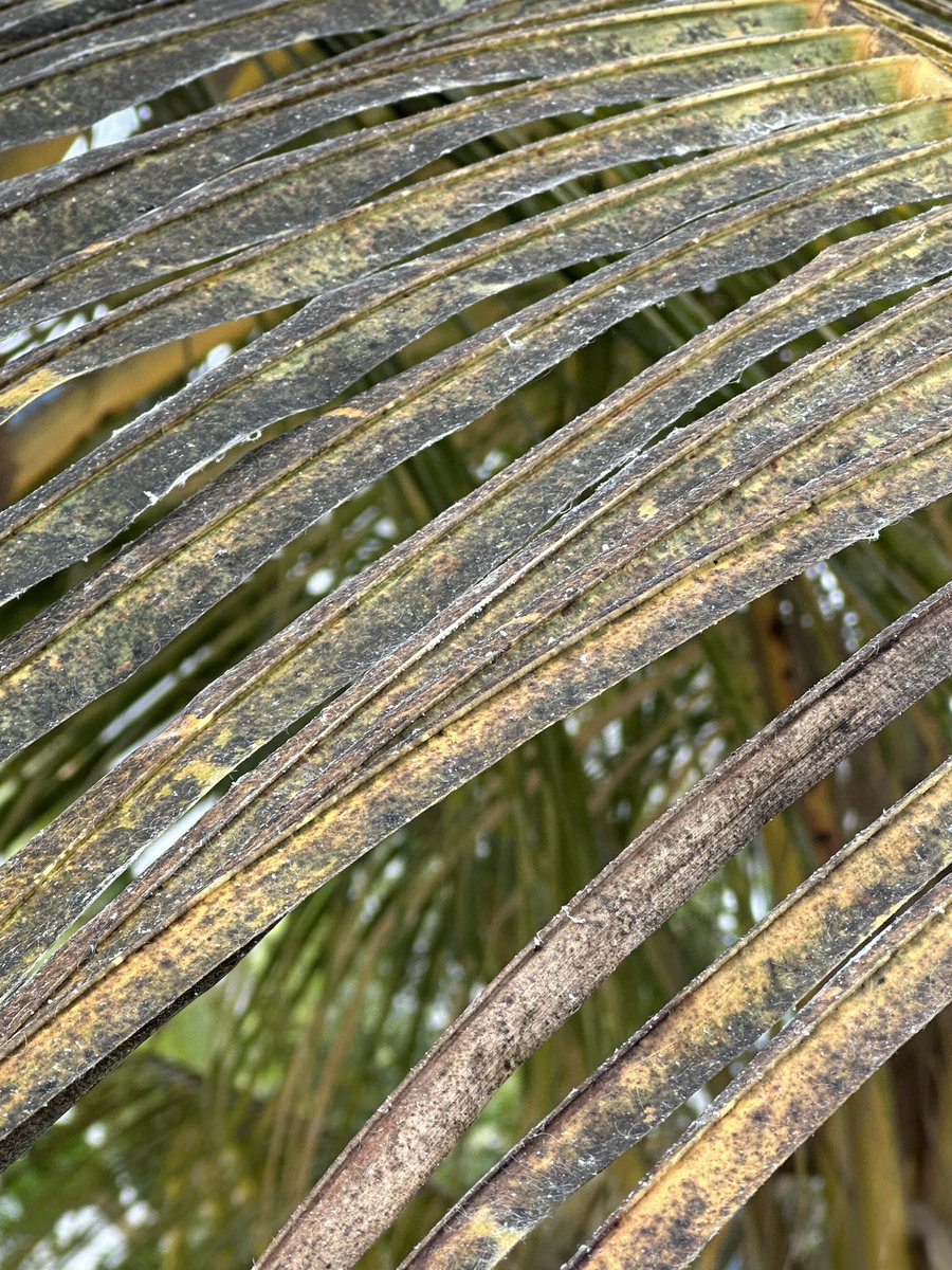 🚨 Urgent Alert 🚨
<a href="/MAAWmv/">Ministry of Agriculture and Animal Welfare</a> , black sooty mold is rapidly invading trees across the Maldives, especially coconut trees. Immediate action is needed to prevent widespread damage and protect our vital agriculture. 🌴🛑 #SaveOurTrees #AgricultureCrisis #Maldives <a href="/HKurusee/">Hassan Kurusee</a>
