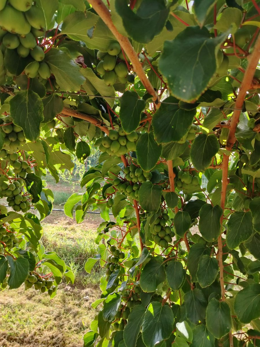 Nationwide Produce PLC tweet media