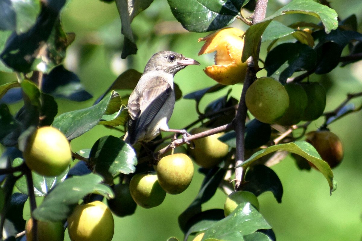 lesleydbiswas's tweet image. Around this time last year, when the plum trees in our backyard fruit, I happened to click this little bird, digging in. Not sure of its Id. 

#fruittrees #birdphotography #NaturePhotography #naturelovers
