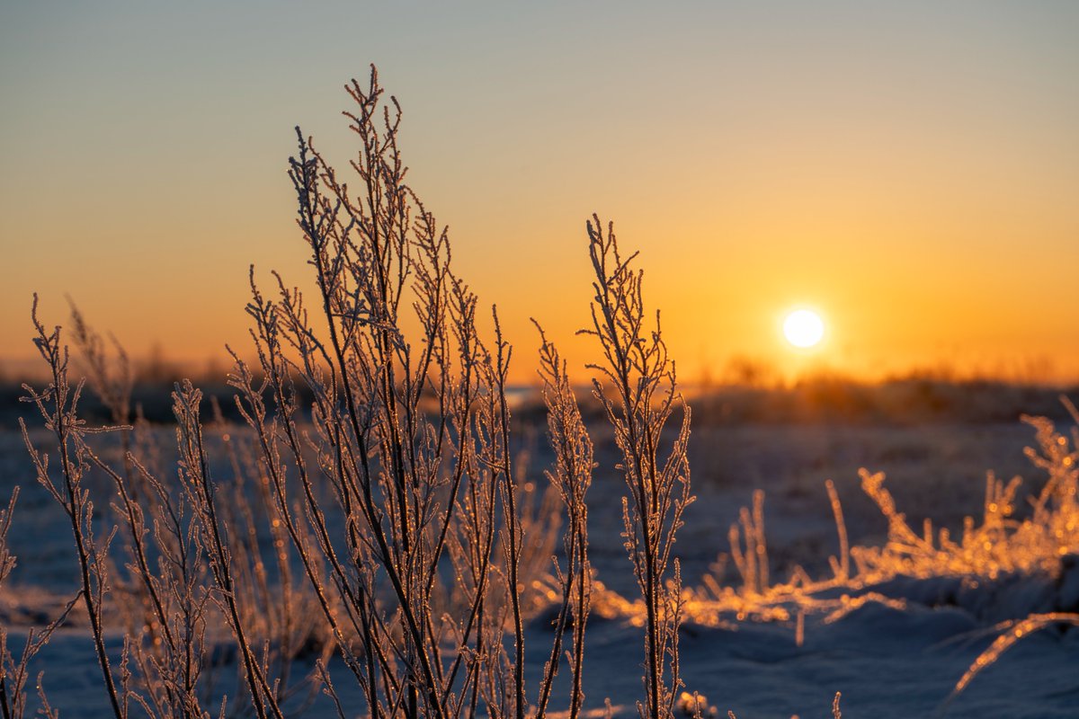 DorteHedengran's tweet photo. Another cold but beautiful morning by the sea. The air temperature is รท7ยฐC and the sea temperature is 1.9ยฐC โ๏ธ
#Denmark #SonyAlpha #NaturePhotography #February18th #photooftheday #TuesdayVibes #TuesdayMorning #Tuesday #sunrise #frost
๐ธDorte Hedengran https://t.co/Wy1FWiHddH
