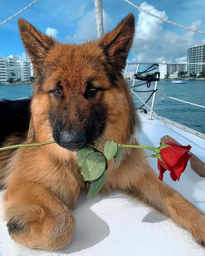 Great Photography 🥰❤