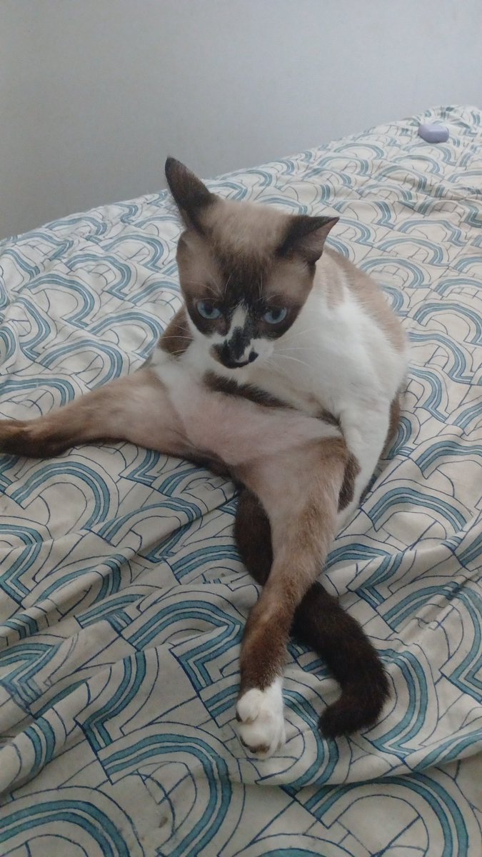WolfbySam's tweet photo. #DiaInternacionalDelGato 

Sechat e Lua (respectivamente) https://t.co/7PjEv5t3fb