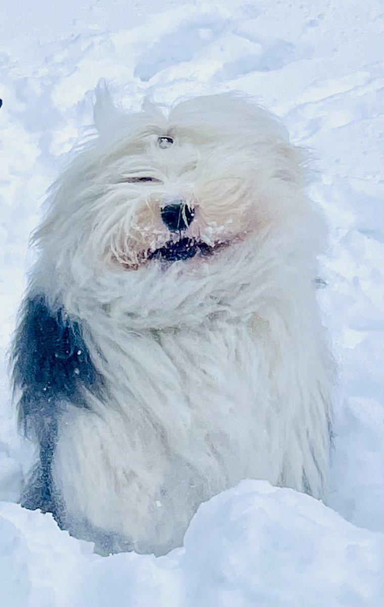 I’m stuck here alone in the snowy tundra and I am slowly turning into a yeti. No #TongueOut from me today. Abominable snowmen do no do #TongueOutTuesday. I am not sure if this metamorphosis is reversible. The hoos better come back home soon. 

#dogsofx #TOT #yeti #SnowMan
