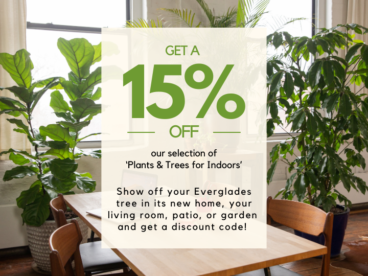 evergladestrees's tweet photo. 🚨 15% OFF 🌱

Turn your space into an indoor jungle! 🏡✨ Get 15% off our best-selling indoor plants &amp; trees.

🎁 BONUS: Share a pic of your Everglades tree in its new home &amp; get a special discount code!

Don’t wait—shop now! 🛒

#PlantLife #Green #coupon #discountcode #discount https://t.co/FbK9U5Nbc6