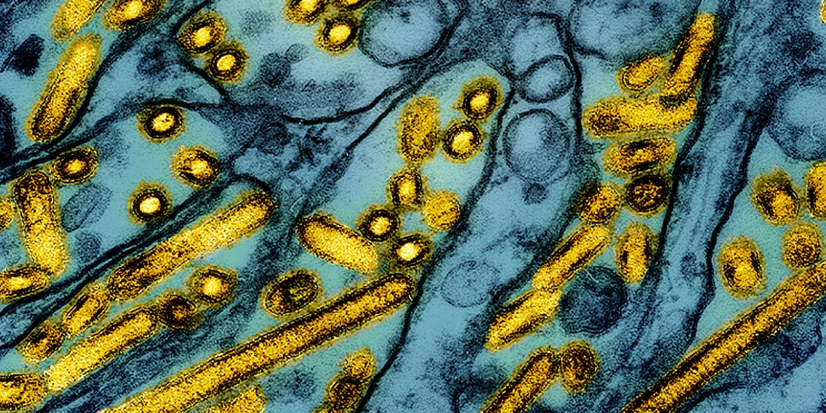 azfamily's tweet image. About a hundred birds were recently found dead in a park in Ann Arbor, Michigan. azfamily.com/2025/02/18/rou…