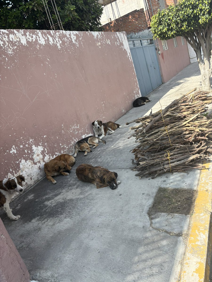 vanemo30's tweet image. Jauría de perritos se dirige a la laguna de san Baltazar @IBAGobPue