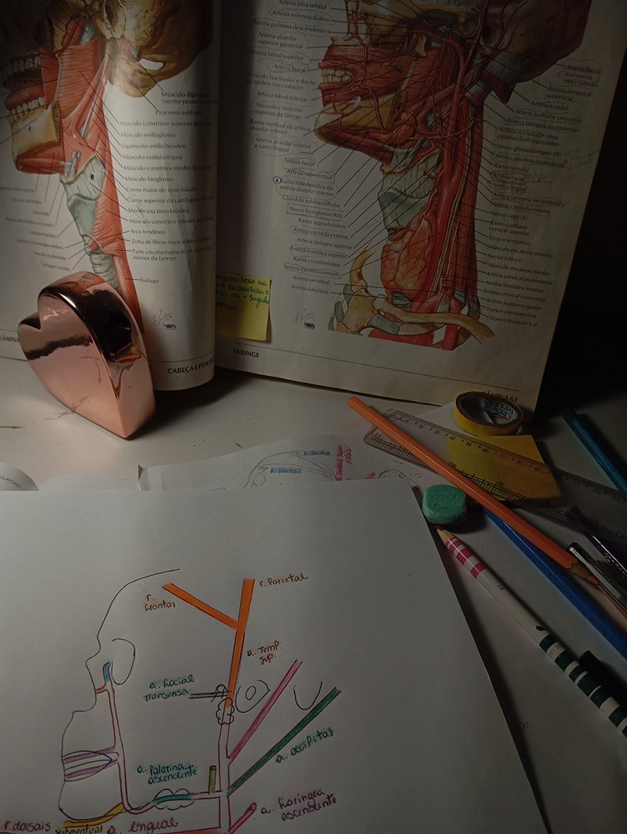 argstudy_'s tweet image. 🦷📖 | #collegett #collegetwt #unitwt #studytwt #studytt #langtwt 

— 2003, ela/dela
— 2/5 odonto unesp
— ms » sp
— tentando melhorar meu espanhol