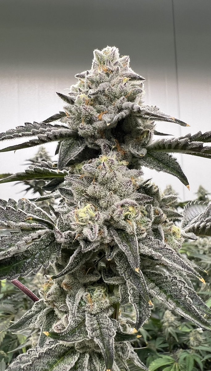 Higher THC doesn’t necessarily mean higher quality flower, but comparing apples to apples, a well-grown flower will consistently test higher in both terpenes and THC than a poorly grown flower of the same strain.