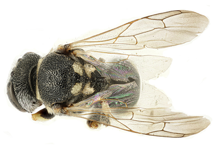 Description of female of Oxybelochardus iraqensis Hamodee and Shafeeq, 2023 (#Hymenoptera, Crabronidae) 
mapress.com/zt/article/vie… 
#Taxonomy