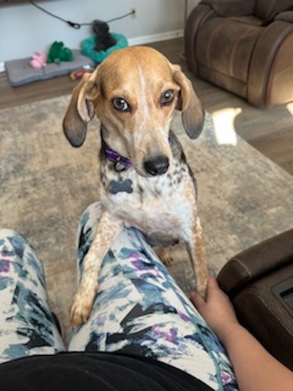 TriBeagles's tweet image. Adoptable #beagle of the day HONEY BEAR tribeagles.org/product/honey-…