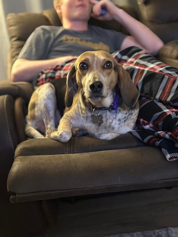 TriBeagles's tweet image. Adoptable #beagle of the day HONEY BEAR tribeagles.org/product/honey-…