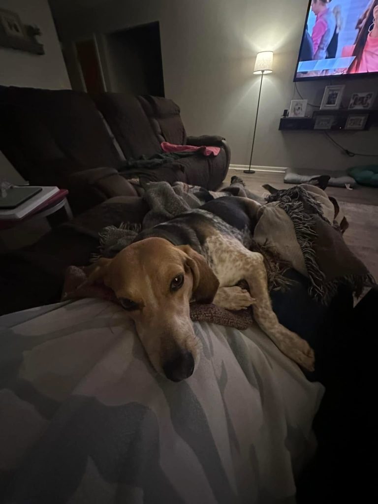 TriBeagles's tweet image. Adoptable #beagle of the day HONEY BEAR tribeagles.org/product/honey-…