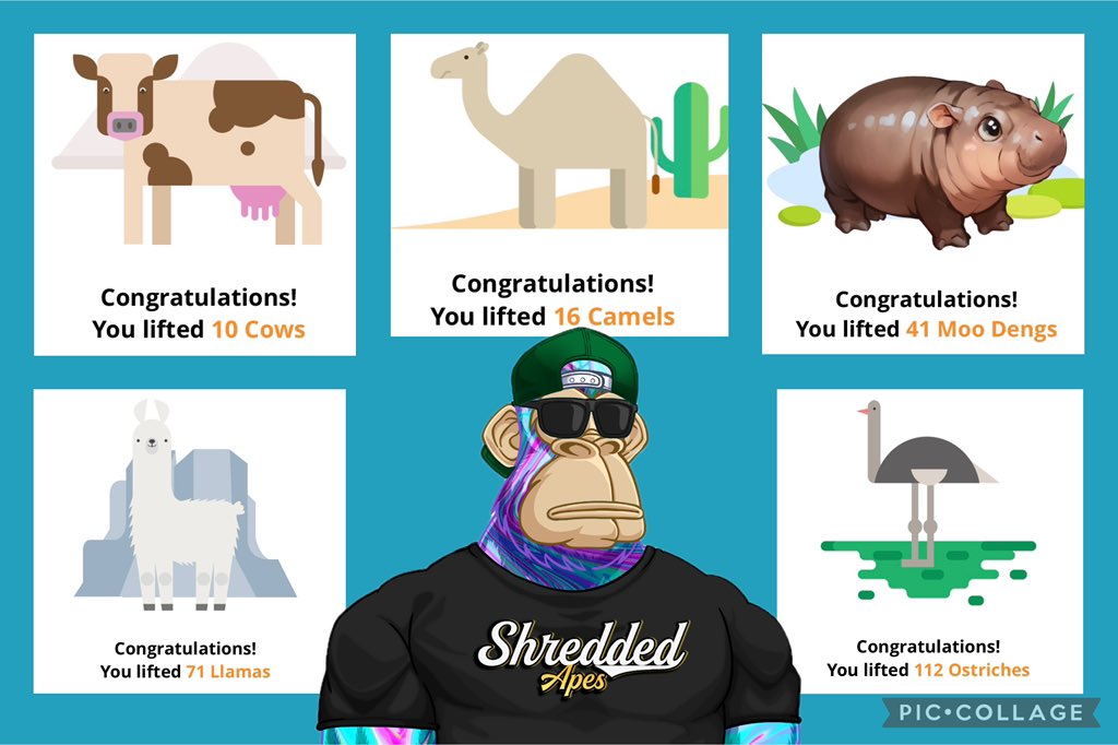 Shred Camp week 1 recap:

Totally steps for the week:   97,759 steps

Total lifting volume: 
10 cows, 16 Camels, 41 Moo Dengs, 71 Llamas, and 112 Ostriches = 108,374 lbs

<a href="/ShreddedApes/">Shredded Apes</a> 
#ProofOfGym #POG