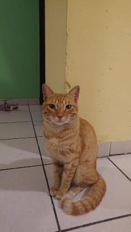 SalvemosABenito's tweet photo. NOS PIDEN APOYO PARA DIFUNDIR 😿🙏

Este es Diego, es un gatito de un fraccionamiento en Puebla que tiene días desaparecido. 

Hace un mes unos vecinos malvados le habían fracturado su patita trasera pero esta vez no les bastó con eso y ahora lo desaparecieron. Su dueña ya fue al refugio más cercano y no lo tienen. Si lo mataron, lo dejaron en algún lugar o algo, necesitan saber para ir a buscarlo.  Desde el sábado pasado el gatito Diego está desaparecido. 

Los vecinos malvados ya han atentado contra varios gatitos comunitarios, y no conformes, también han atacado con piedras, palos e insultos, a vecinos que noblemente alimentan gatitos comunitarios y la autoridad no hace nada.  Ya hay una denuncia en @FiscaliaPuebla por esto pero no avanza.

También @IBAGobPue no ha hecho nada para dar respuestas por el maltrato a los gatitos y por el caso del gatito Diego.

Se pide apoyo para que las autoridades intervengan con estas gentes desquiciadas y así detengan el maltrato y matanza de estos gatitos comunitarios, así como también ponerles un alto para que dejen de poner  en riesgo la integridad de los vecinos del lugar.

Por favor ayuden a compartir para que @armentapuebla_ @pepechedrauimx intervengan en esto. Se anexan evidencias.

¿Dónde está el gatito Diego?